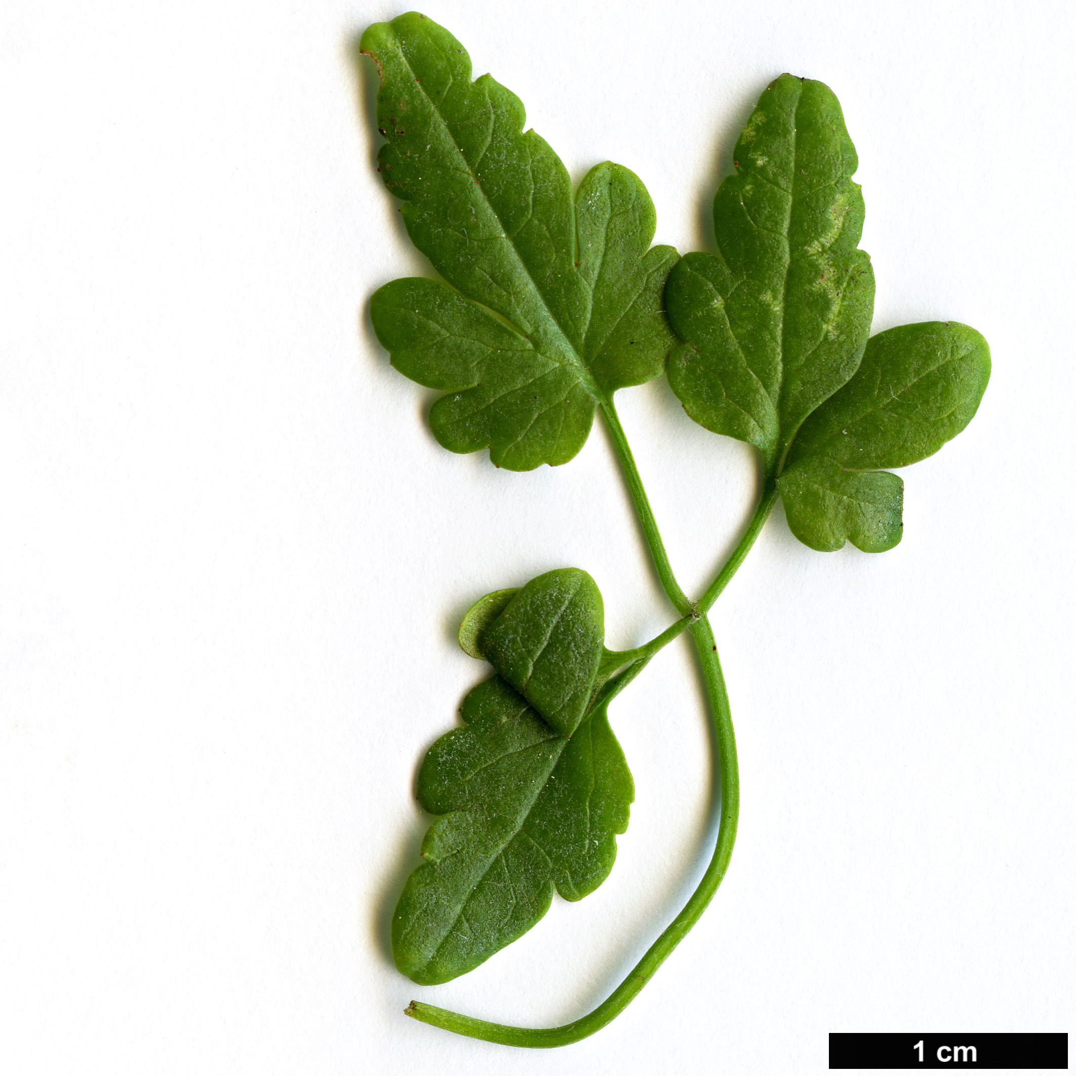 High resolution image: Family: Ranunculaceae - Genus: Clematis - Taxon: cirrhosa High resolution image: Family: Ranunculaceae - Genus: Clematis - Taxon: cirrhosa